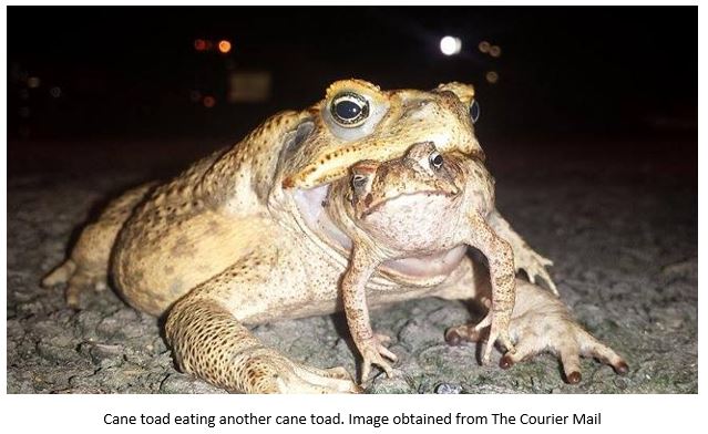Daily Dump: The View From Pyongyang, Who Won the War on Terror, Robert D. Kaplan, Cane Toads are Eating Each Other and More – August 24, 2021